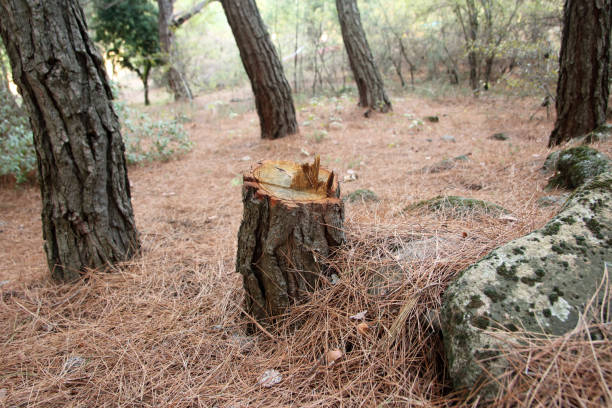 How Our Tree Care Process Works  in  Deer Park, IL